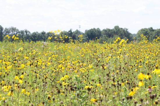 Springfield Bog