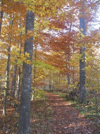 Goll Woods State Nature Preserve
