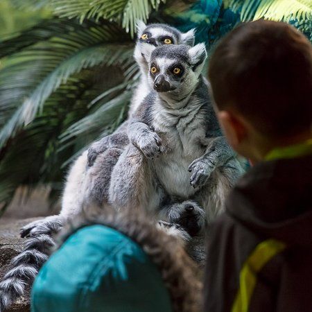 Akron Zoo